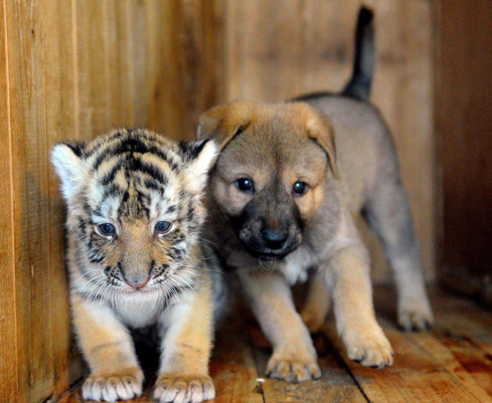 http://www.petpassion.tv/blog/wp-content/uploads/2010/11/cucciolo-tigre-cane.jpg