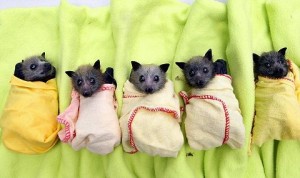 cuccioli di pipistrello
