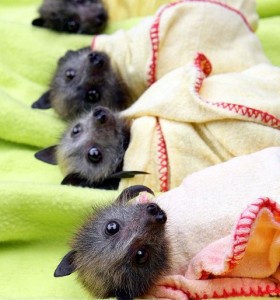 piccoli pipistrelli nella nursery