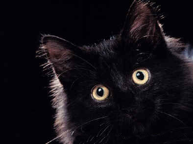 gatto-nero-foto