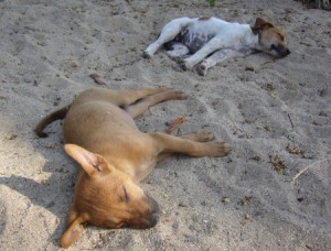 Cuccioli in spiaggia, stremati dal sole