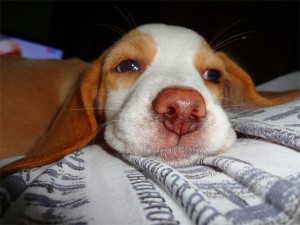 cane freddo
