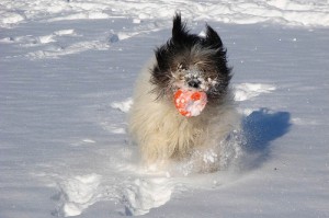 Come proteggere i cani dal freddo: 5 consigli utili! – Petpassion.tv