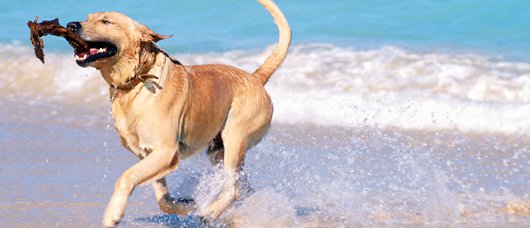 spiaggia per cani in sicilia