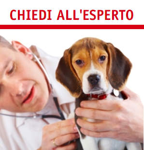 esperto-purina-online